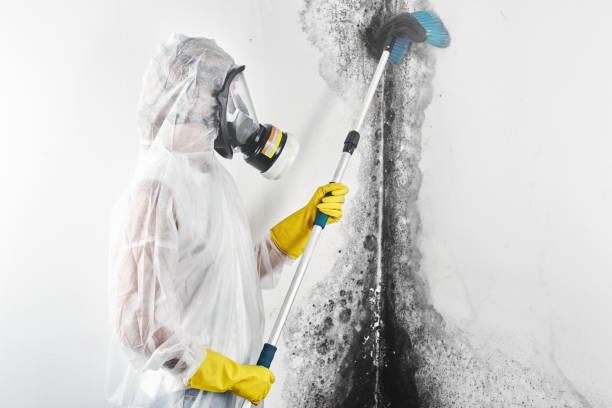 Best Emergency Mold Remediation  in Bellevue, WA