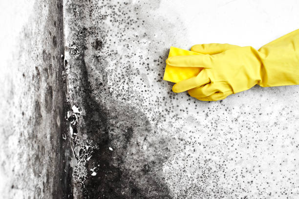 Best Industrial Mold Remediation  in Bellevue, WA