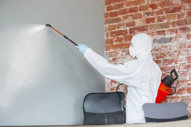 Best Mold Damage Restoration  in Bellevue, WA