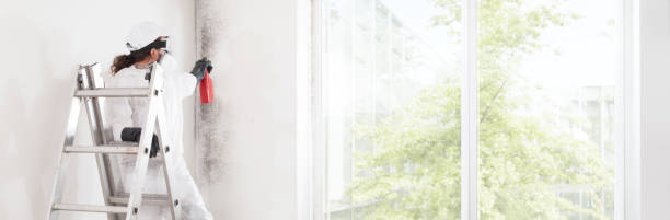 Best Mold Odor Removal Services  in Bellevue, WA