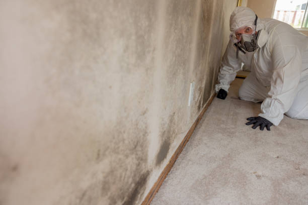 Best Mold-Related Health Consultation  in Bellevue, WA